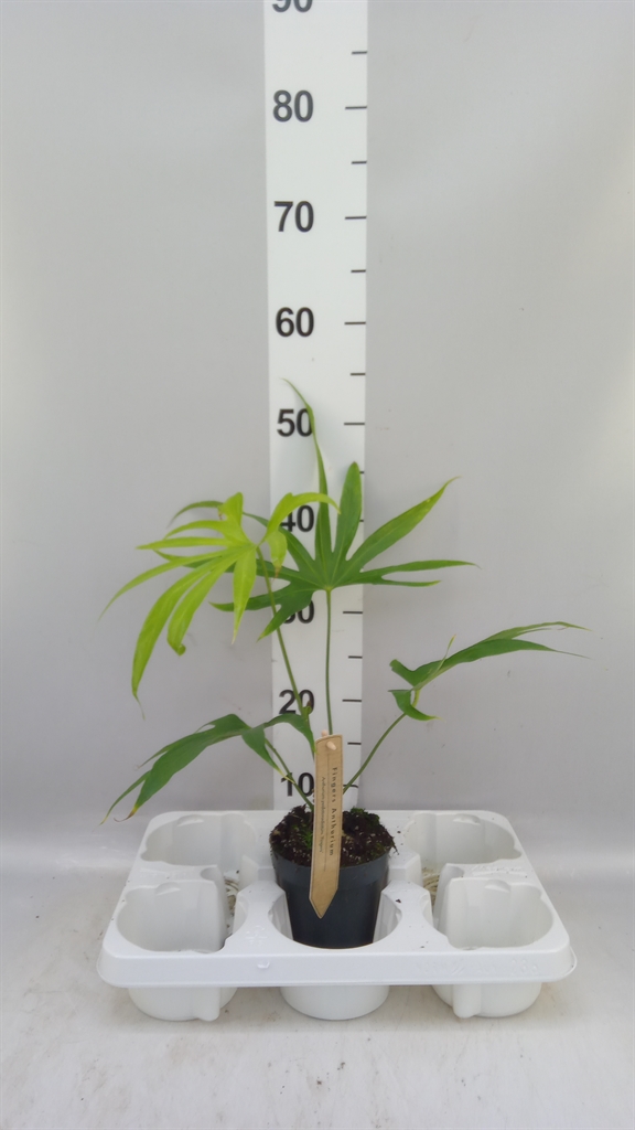 Anthu Overig 12Ø 40cm