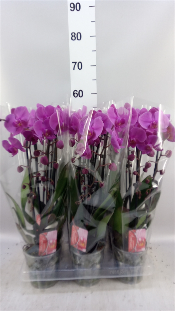 Phal El Cascade 12Ø 45cm