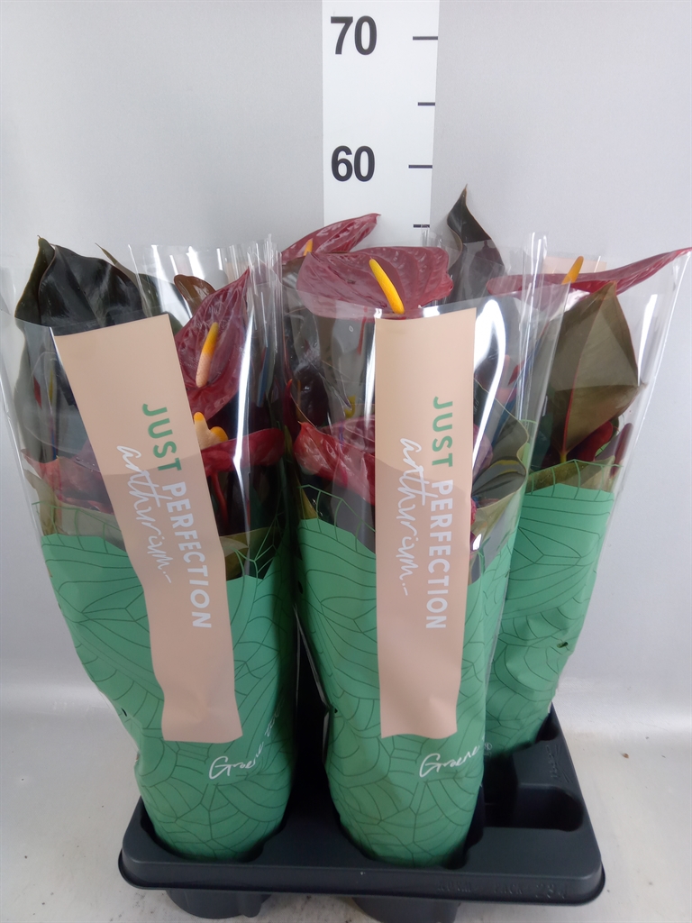 Anthu An Delicata 14Ø 50cm