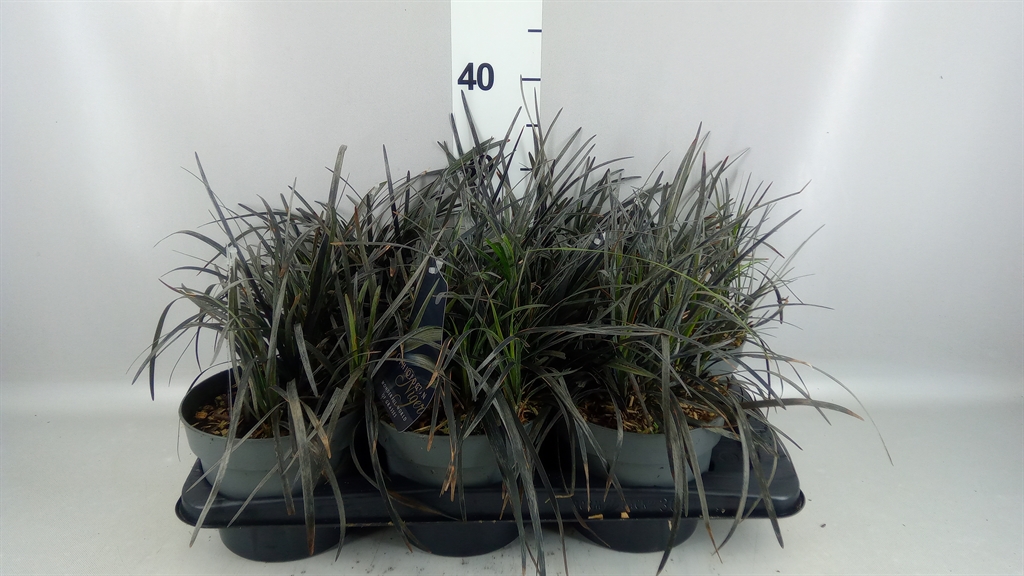 Ophiopogon Planiscapus Niger 17Ø 37cm