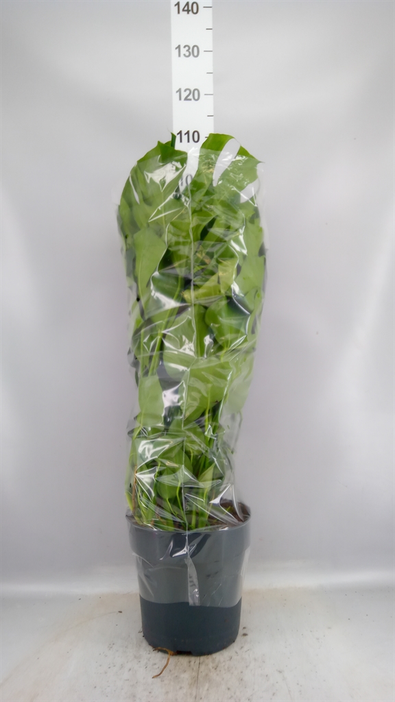 Monstera Deliciosa 27Ø 90cm