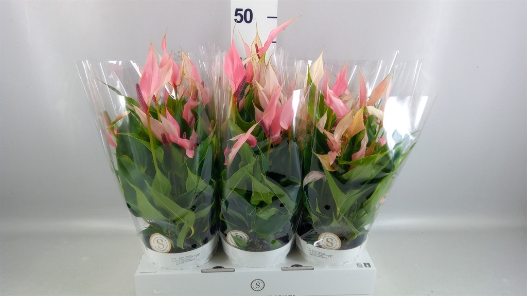 Anthurium Lilli 14Ø 40cm