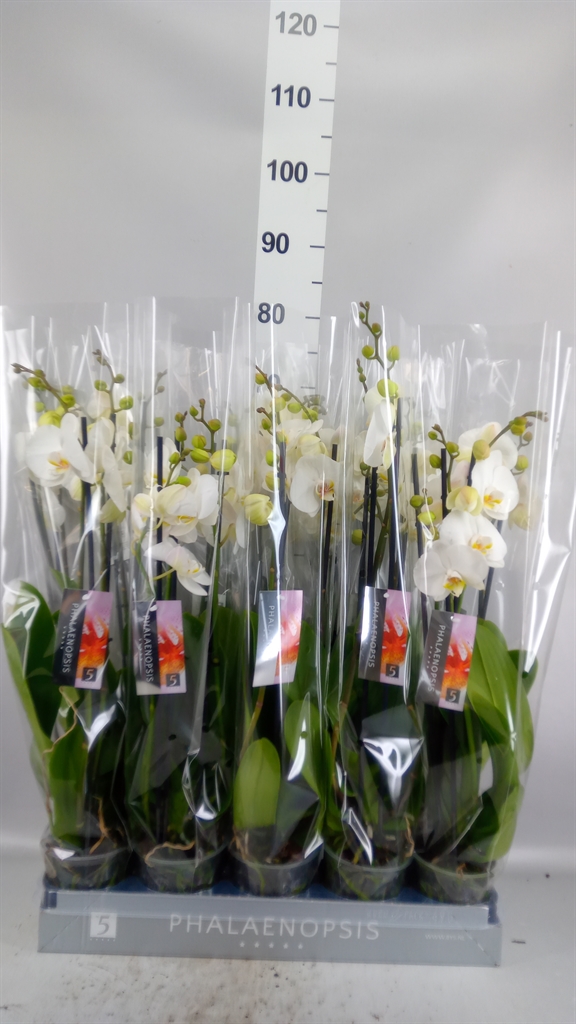 Phalaenopsis White 2 Stem 12Ø 60cm