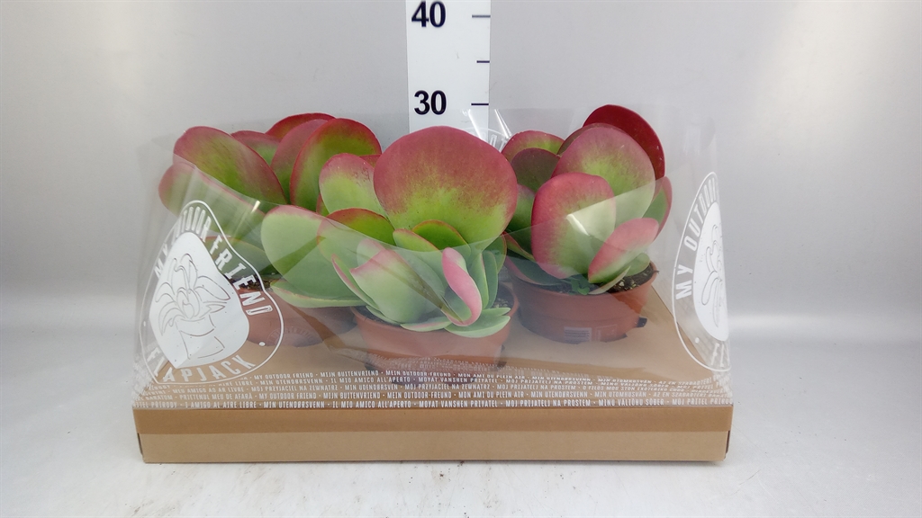 Kalan Ov Thyrsiflora 17Ø 30cm