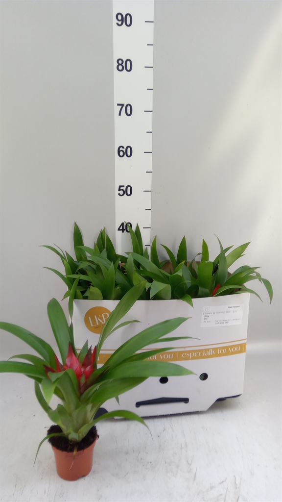 Guzmania Blitz 9Ø 25cm