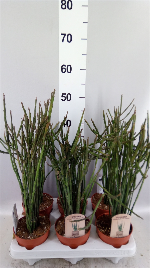 Euphor Succulenten 12Ø 50cm