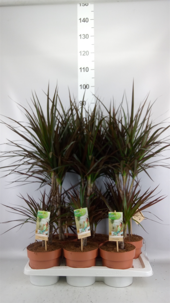 Dracaena Magenta 17Ø 70cm