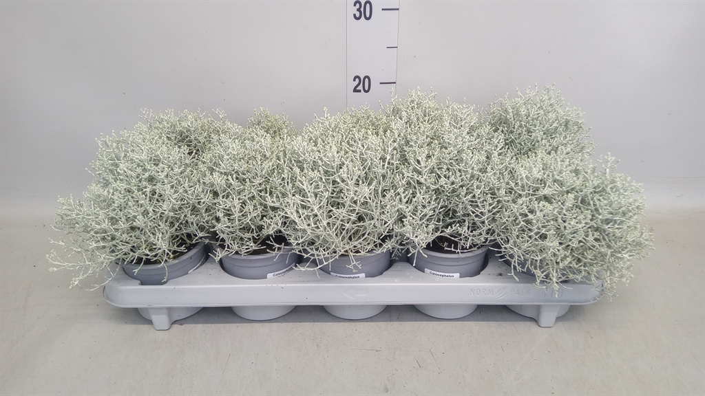 Leucophyta Brownii 11Ø 20cm