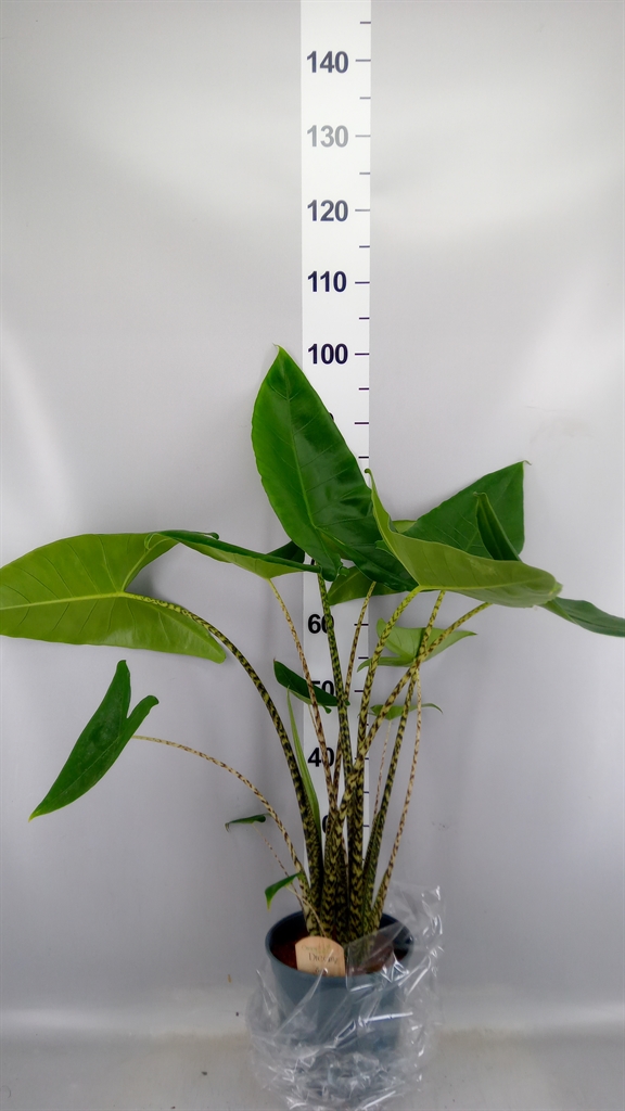 Alocasia Zebrina 21Ø 90cm