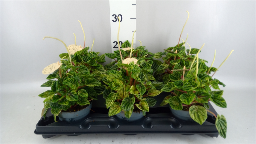 Peperomia Cayenne 12Ø 25cm