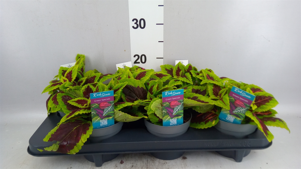 Plectr Col Mst Alligator 13Ø 20cm