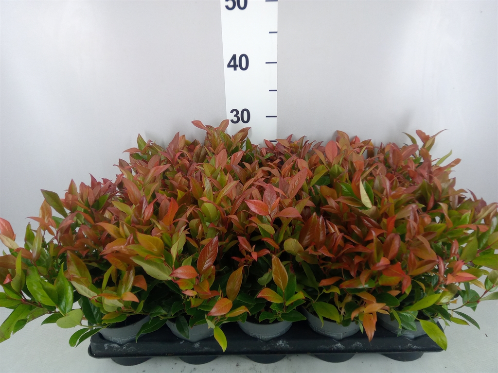 Leucothoe Zeblid 11Ø 25cm