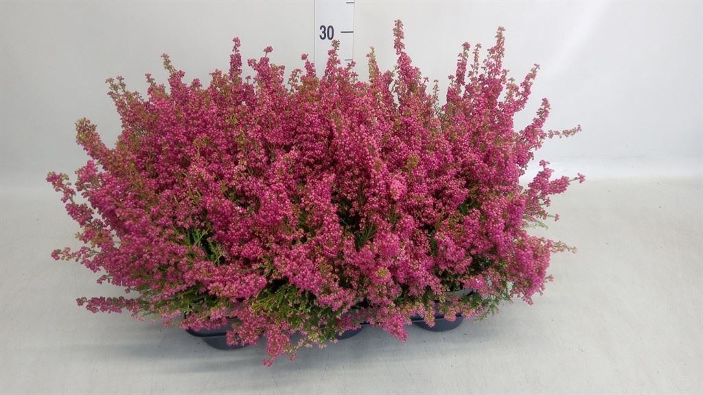 Erica Zo Gracilis Ro 11Ø 20cm