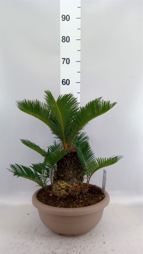 Cycas Revoluta 30Ø 50cm