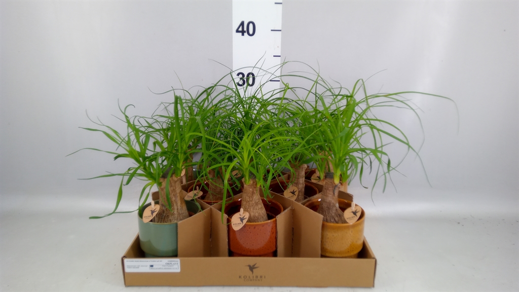 Beaucarnea Recurvata 9Ø 32cm