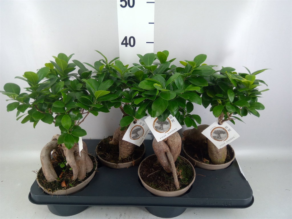 Ficus Microcarpa Ginseng 15Ø 40cm
