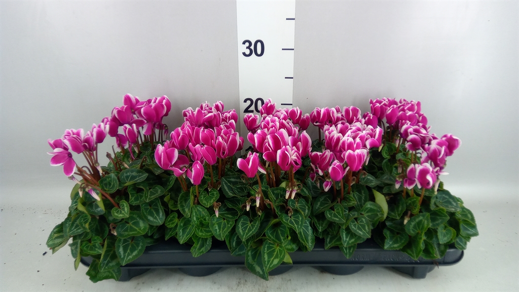 Cyclamen Super Serie Compact Fuji 9Ø 18cm