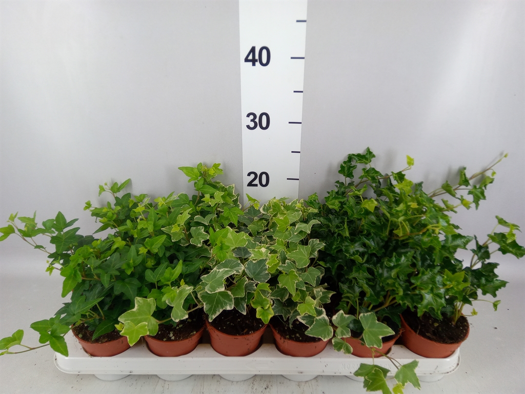 Hedera Helix Mix 9Ø 5cm