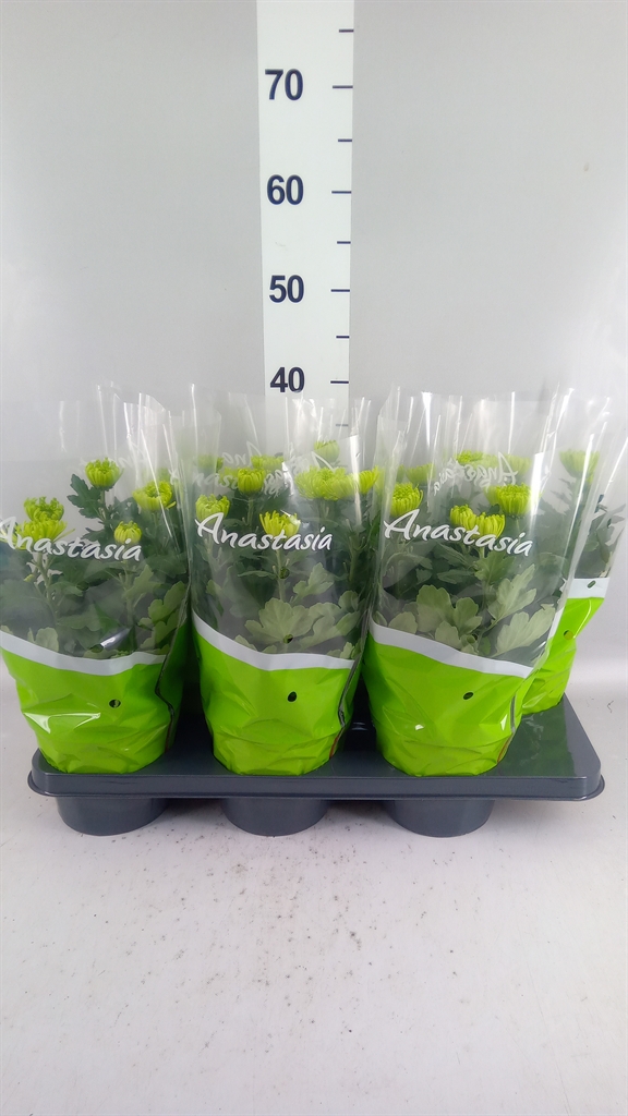 Chrysanth Anastasia Dark Lime 15Ø 35cm