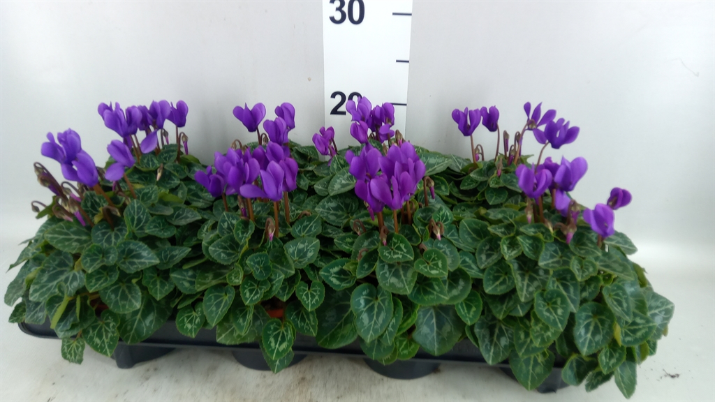 Cyclamen Persicum Ssdblue001 10Ø 23cm