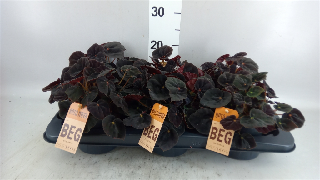 Begonia Leaf Rex Magic Colours Conga 12Ø 25cm