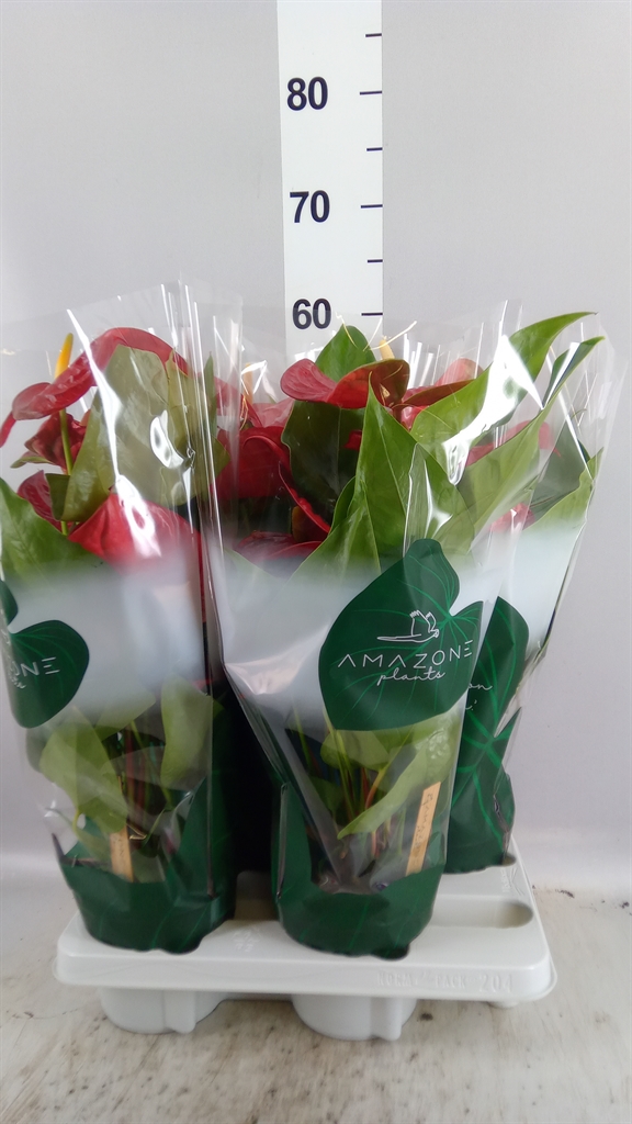 Anthurium Nevada 14Ø 50cm