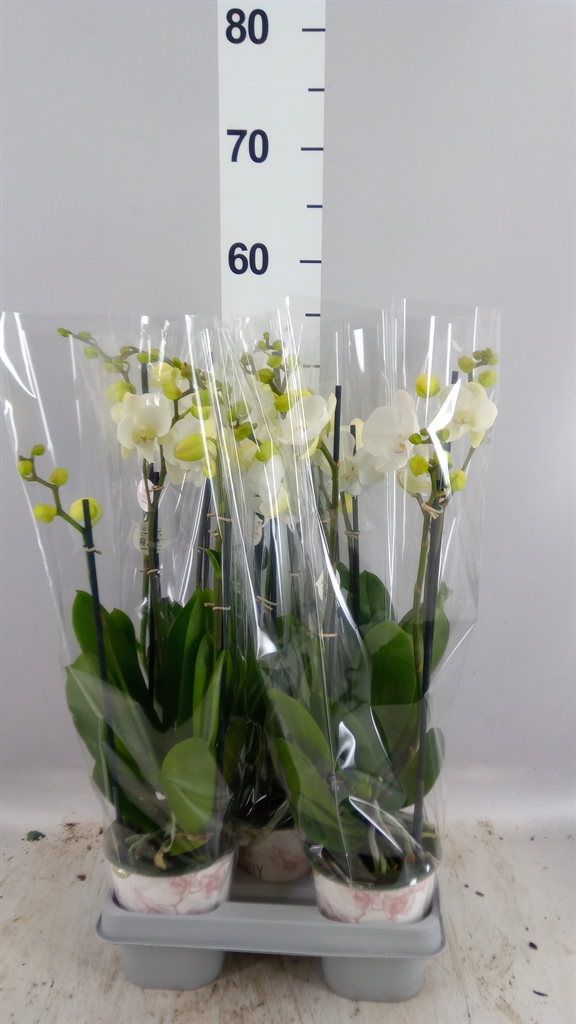 Phalaenopsis Mix 12Ø 45cm 3st