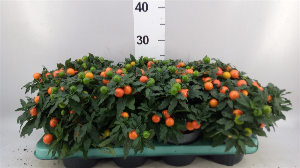 Solan Mandarin 13Ø 26cm