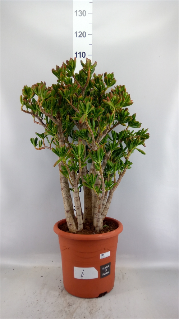 Crassula Gollum 32Ø 100cm