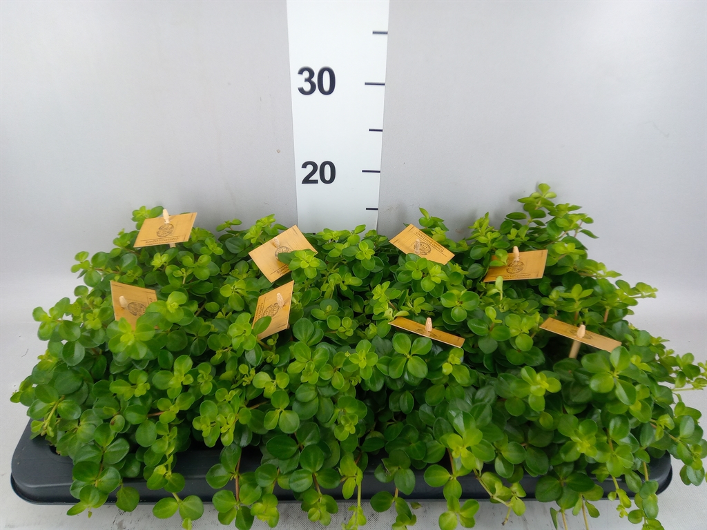 Peperomia Rotundifolia 10Ø 15cm