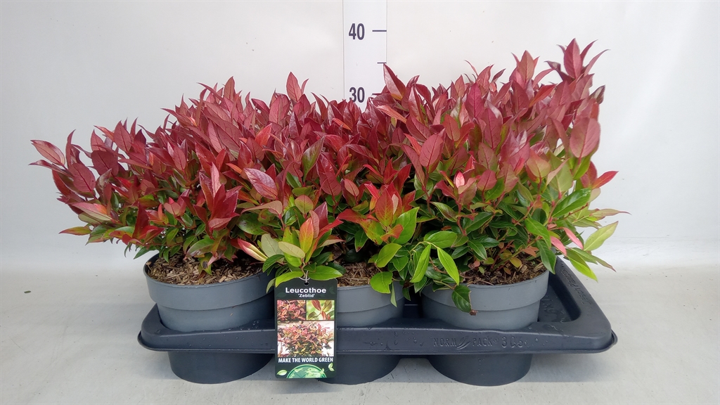 Leucothoe Zeblid 17Ø 30cm