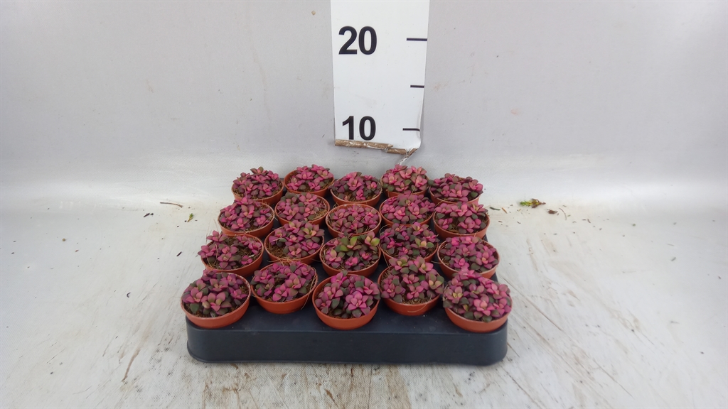 Succulenten Overig 505Ø