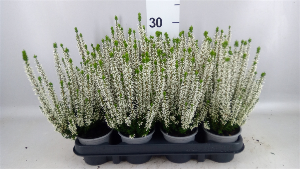 Calluna Beauty Ladies Verenka 9Ø 20cm