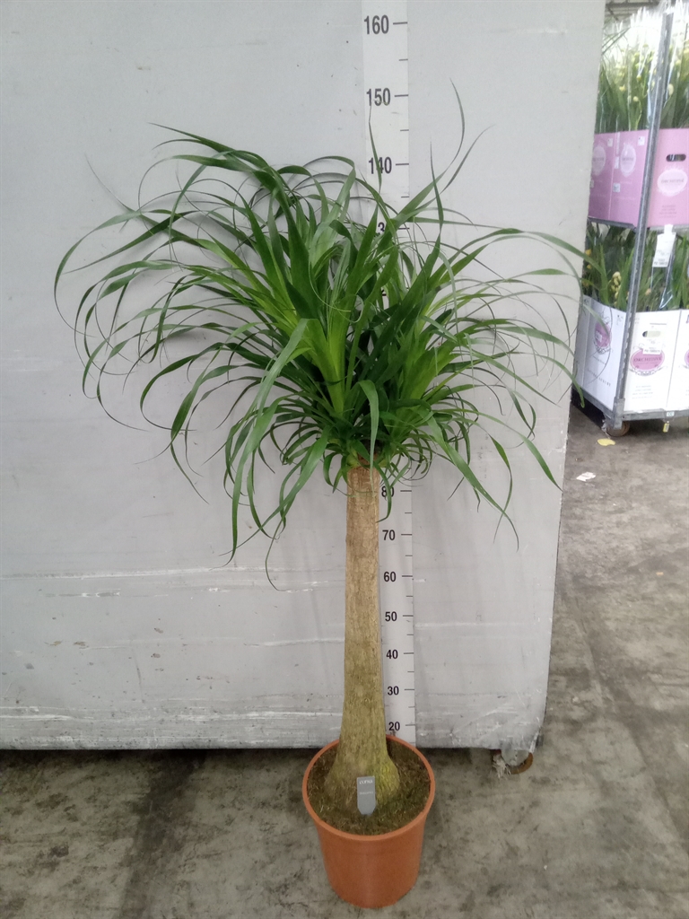 Beaucarnea Recurvata 27Ø 120cm
