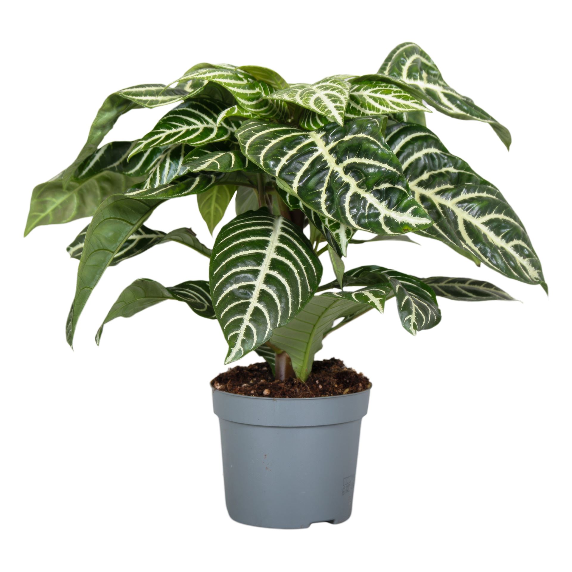 Aphelandra Squarrosa 13Ø 25cm