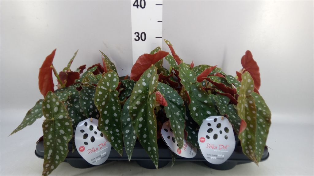 Begonia Maculata 12Ø 20cm
