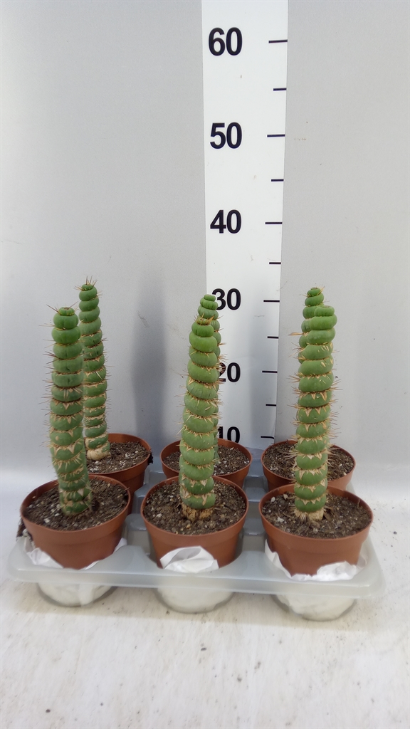 Succulenten Overig 12Ø