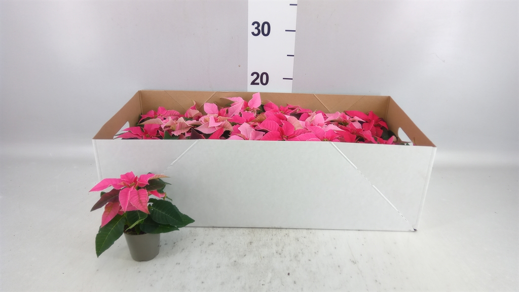 Euphor P Pri Ho Pink 6Ø 13cm