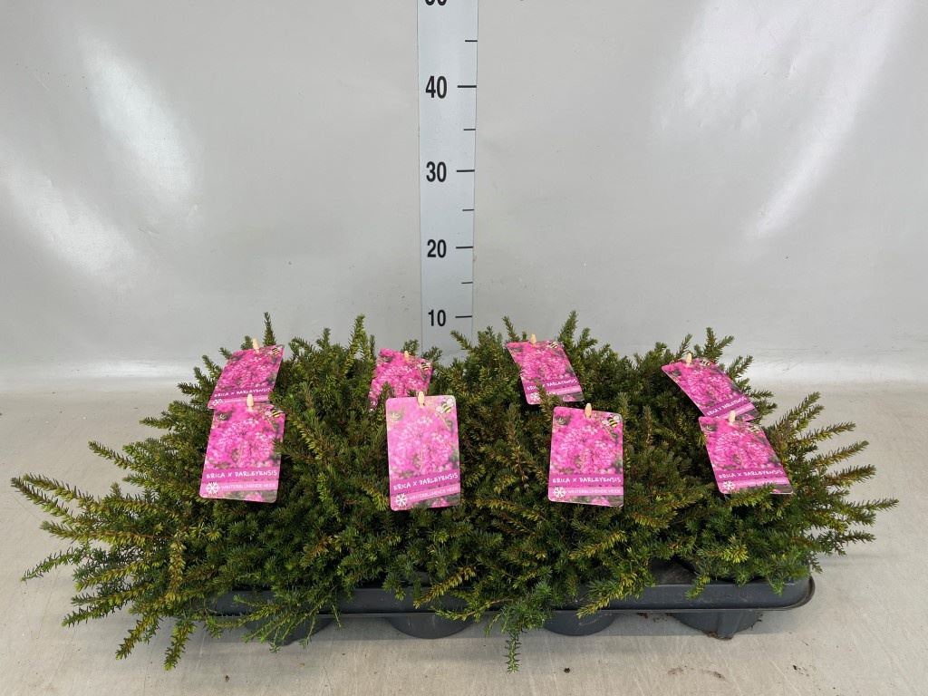 Erica Darleyensis Kramer's Rote 11Ø 20cm