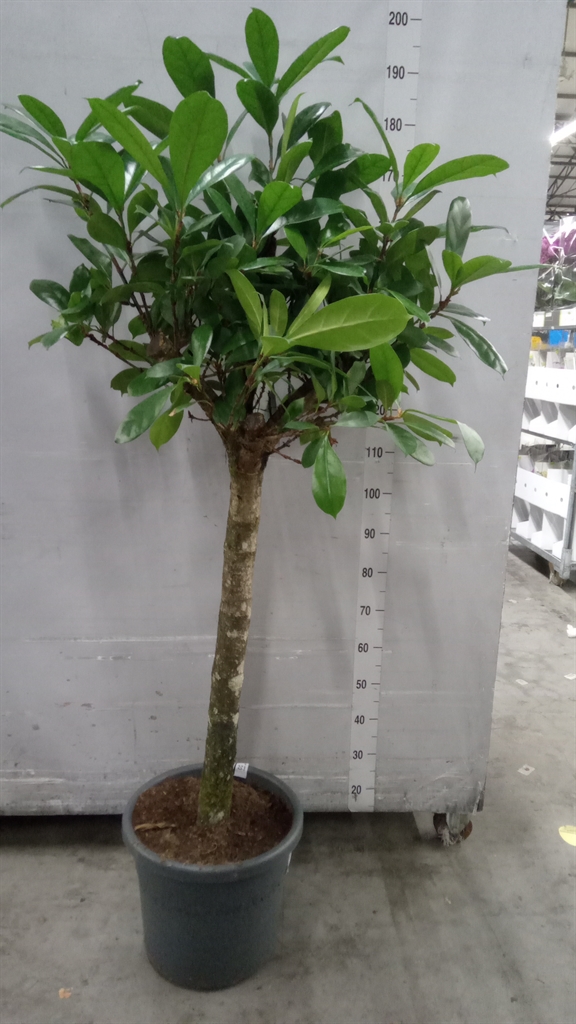 Ficus Cyathistipula 40Ø 170cm
