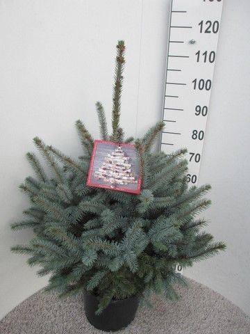 Picea Super Blue 32Ø 110cm