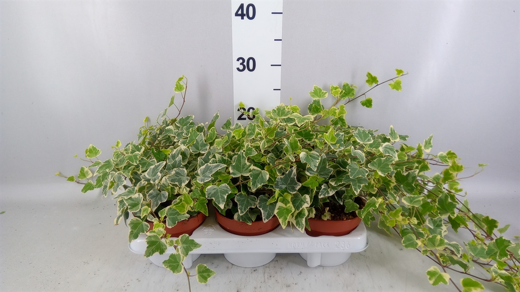 Hedera Helix White Wonder 13Ø 20cm