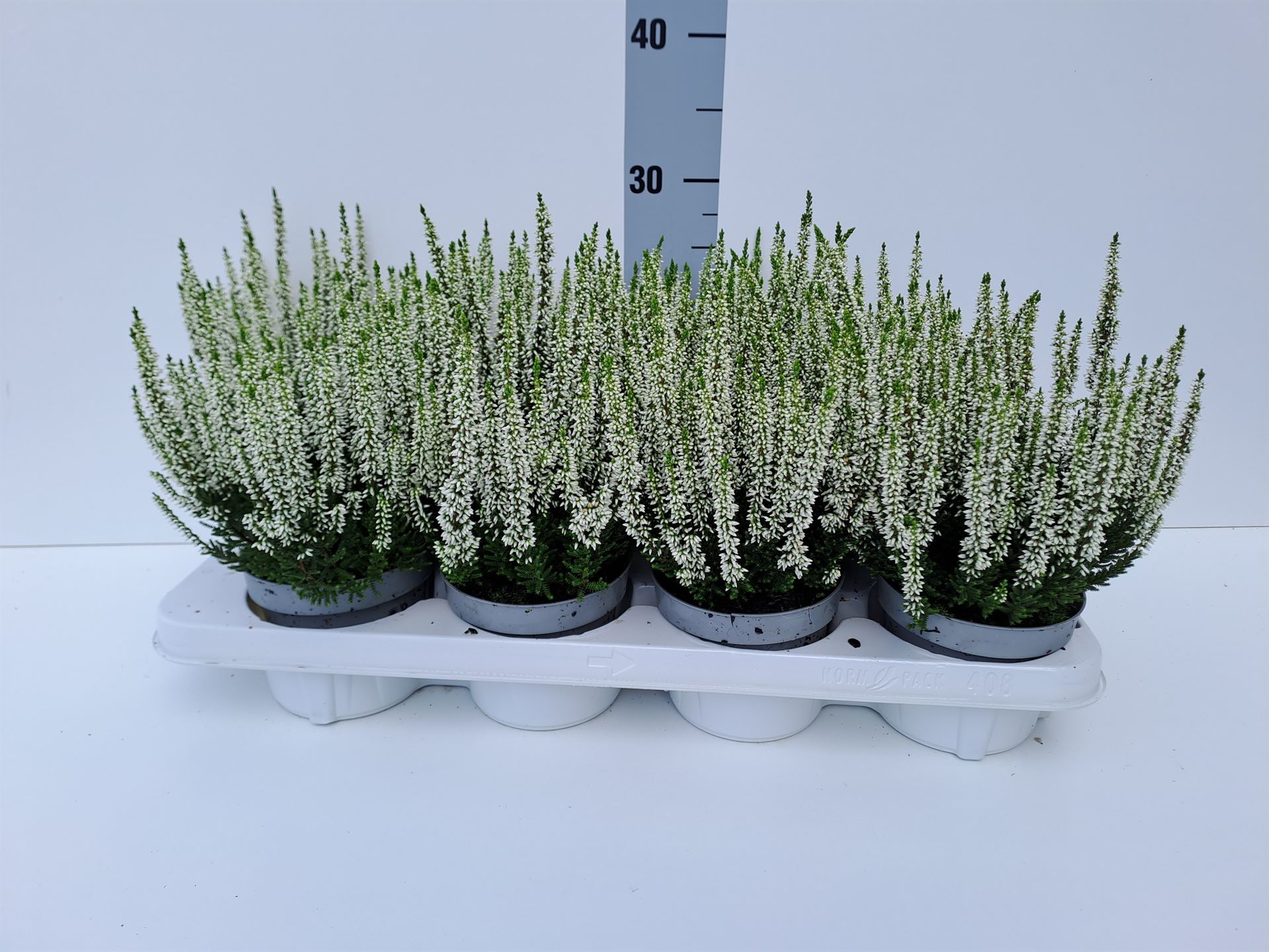 Calluna Beauty Ladies Verenka 12Ø 25cm