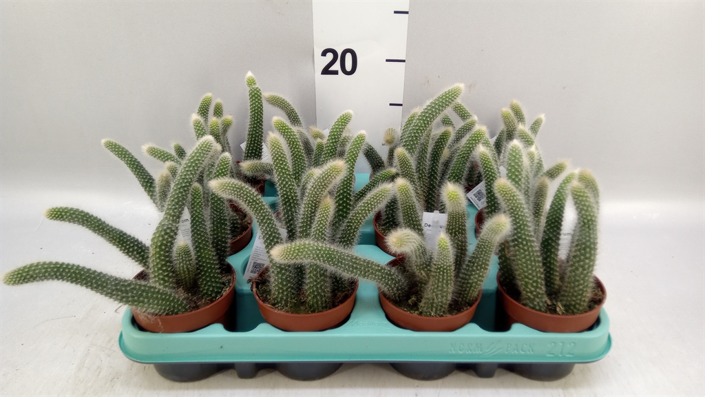 Cactus Hangplant 8Ø 15cm