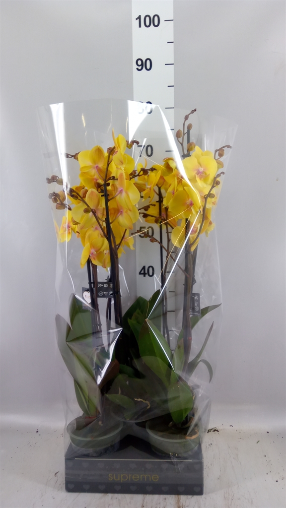 Phalaenopsis Manta Palau 12Ø 65cm 2st