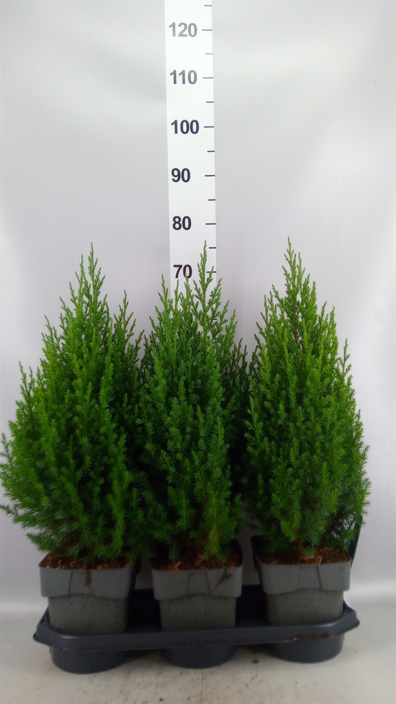 Jun Chin Stricta 19Ø 70cm