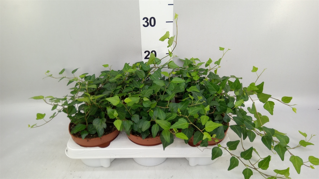 Hedera Helix Lady Kay 13Ø 30cm