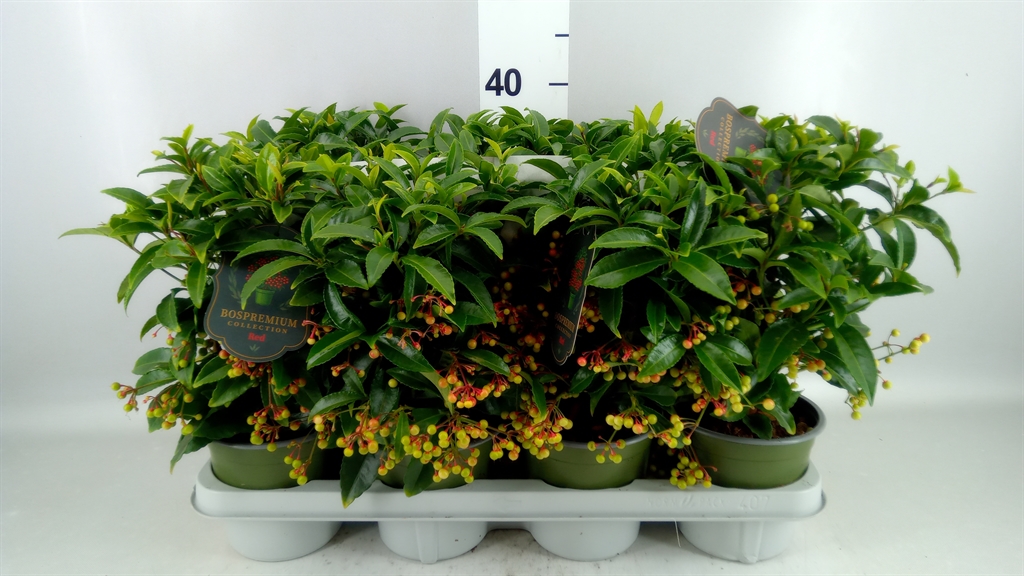 Ardisia Crenata Premium 14Ø 35cm