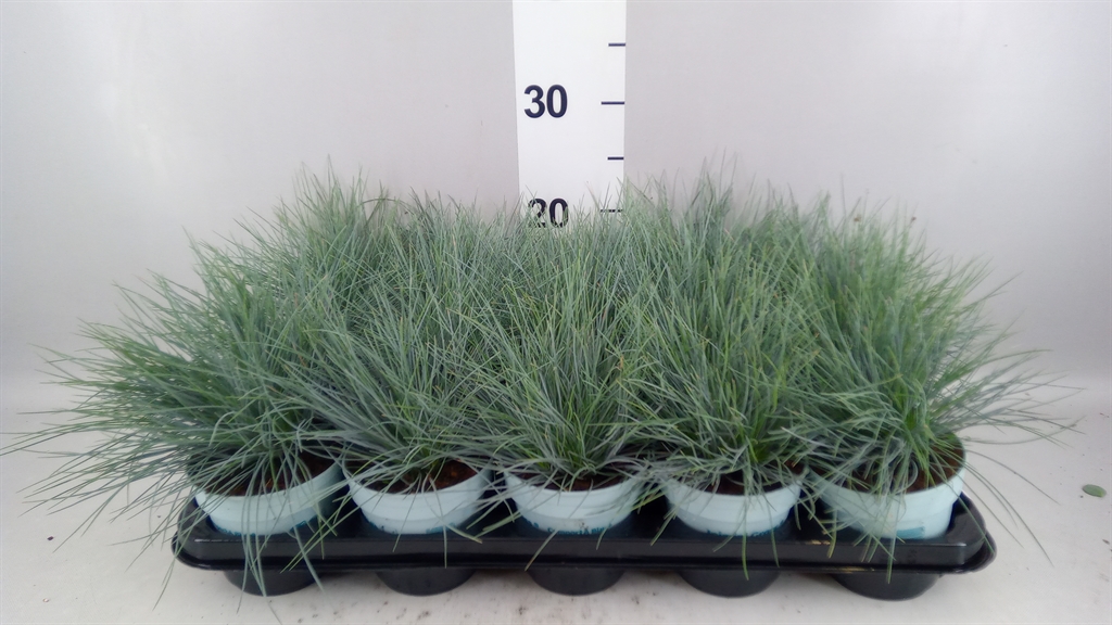 Festuca Compacta Blue 10Ø 25cm