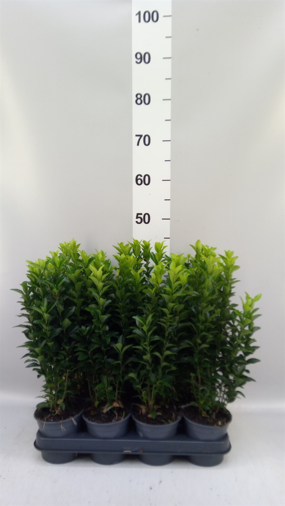 Euon Jap Green Spire 510Ø 35cm